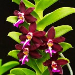 Trichoglottis brachiata-Flowering Size